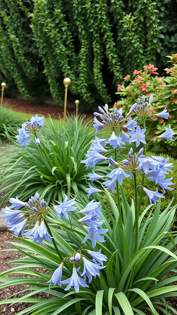 A garden featuring clusters of blue agapanthus flowers surrounded by green foliage.