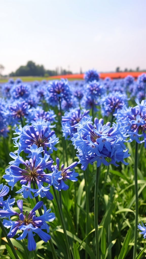 A field of vibrant blue agapanthus flowers in full bloom
