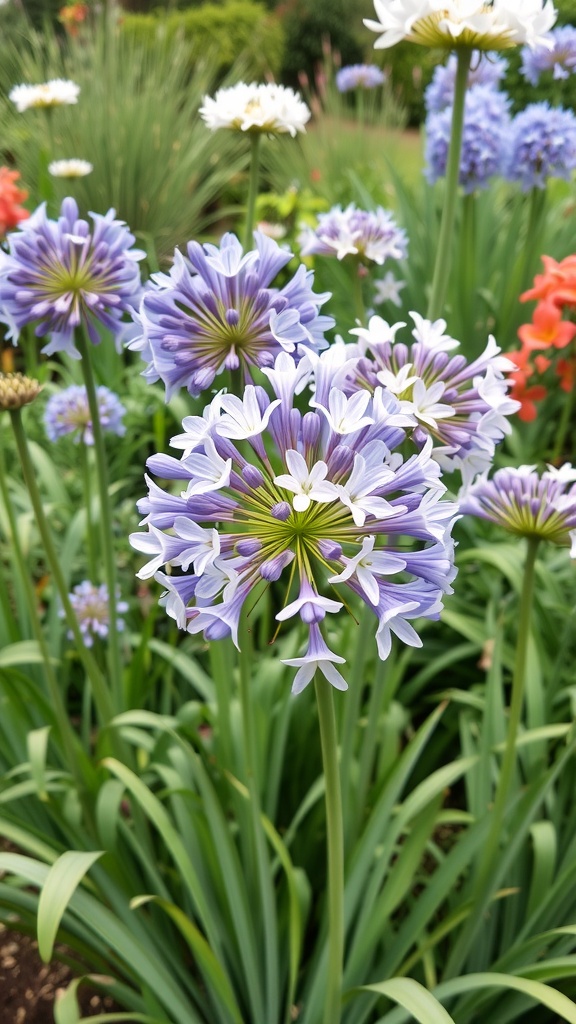 A vibrant display of agapanthus flowers in blue and white, surrounded by lush green foliage.