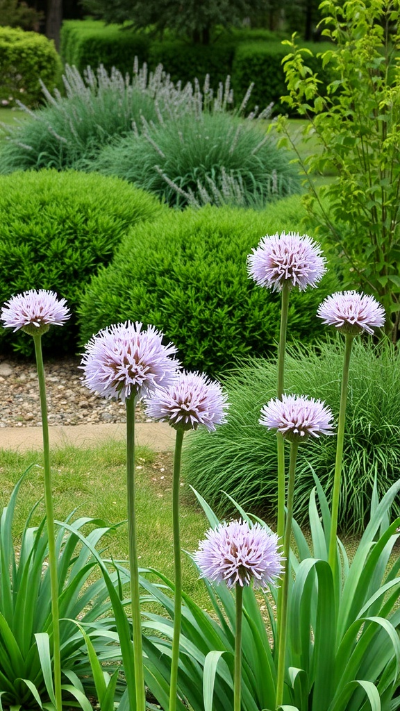 Tall allium flowers with purple blooms in a garden setting, surrounded by green bushes and grasses.