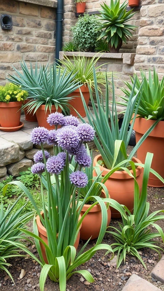 A garden featuring purple alliums in terracotta pots surrounded by green plants.