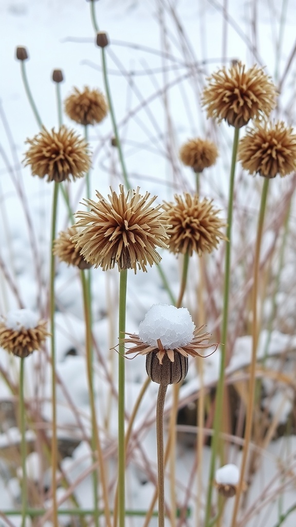 Dried allium heads with snow on top, set against a snowy background.