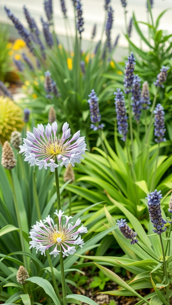 A garden featuring agapanthus flowers alongside lavender and other greenery.