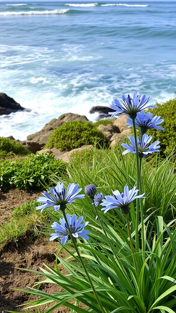 Agapanthus flowers in a coastal garden with waves in the background