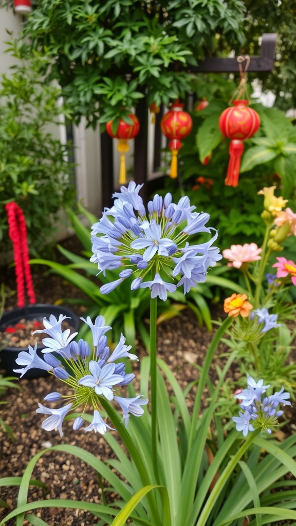 A close-up of blue agapanthus flowers in a colorful garden with red lanterns in the background.