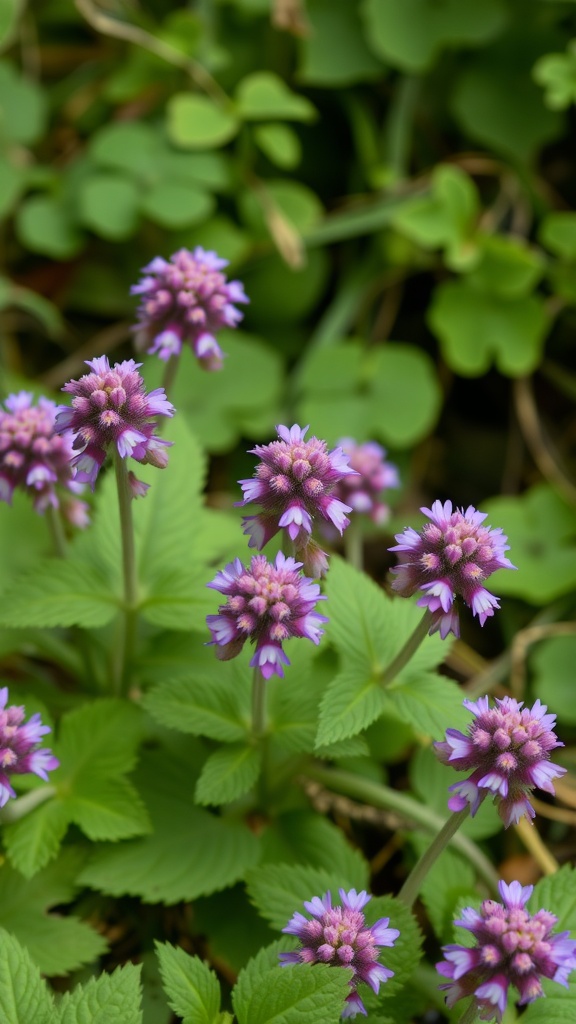 Purple deadnettle flowers with green leaves in the background