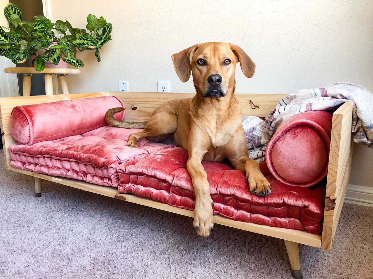 Mid-Century Modern Sofa Bed with Crushed Velvet Cushions - cute dog bed ideas