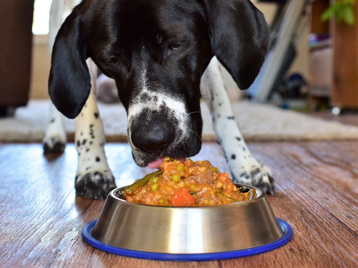 Homemade Dog Food with Meat and Vegetables - Homemade dog food recipes for small dogs