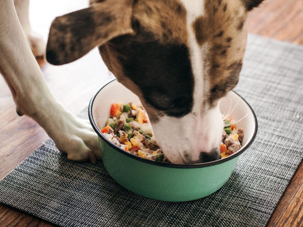 Beef and Potato Cottage Pie for Dogs - Homemade dog food recipes for small dogs